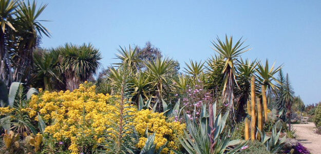 Jardin Exotique de Roscoff