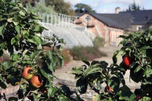 Pommiers du Verger Visites Parc et jardin au château de Craon, Mayenne, Bretagne, Normandie, France, Europe