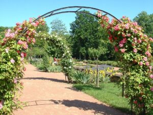 Rosiers en arcade, Jardins de l'Abbaye de Thiron Gardais