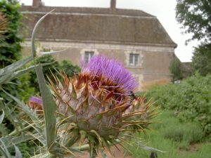 Fleur de chardon, Jardins de l'Abbaye de Thiron Gardais
