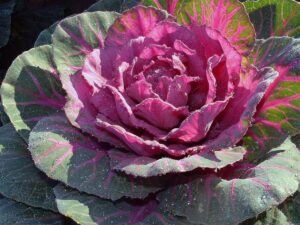 Fleur de choux, , Jardins de l'Abbaye de Thiron Gardais
