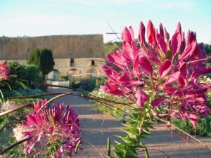 Fleurs fuchia, Jardins de l'Abbaye de Thiron Gardais