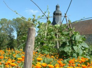 Champs de fleurs oranges, Jardins de l'Abbaye de Thiron Gardais